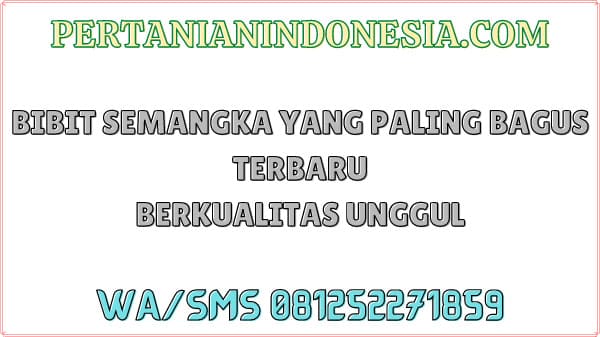 Bibit Semangka Yang Paling Bagus Terbaru Berkualitas Unggul